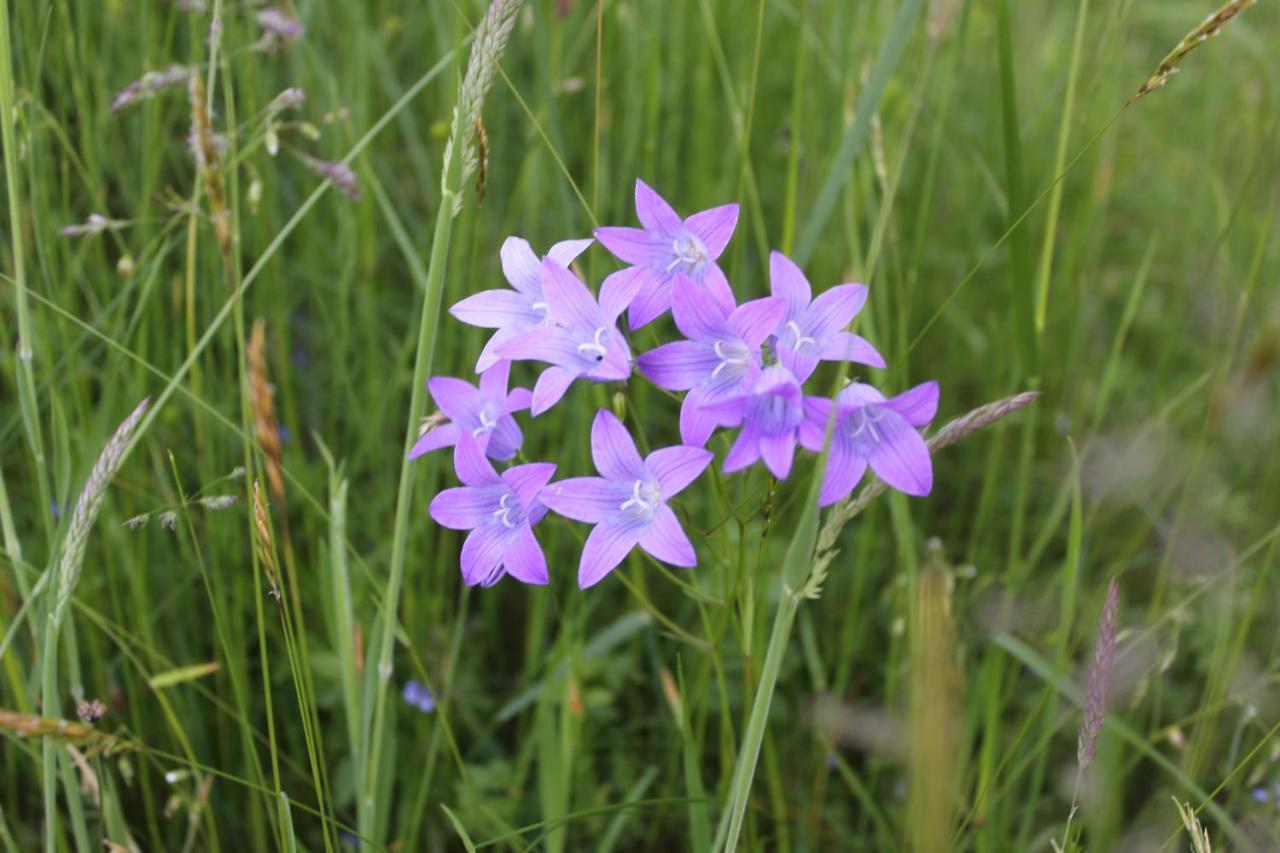 Naturparadies Silvia Alberschwende Zewnętrze zdjęcie