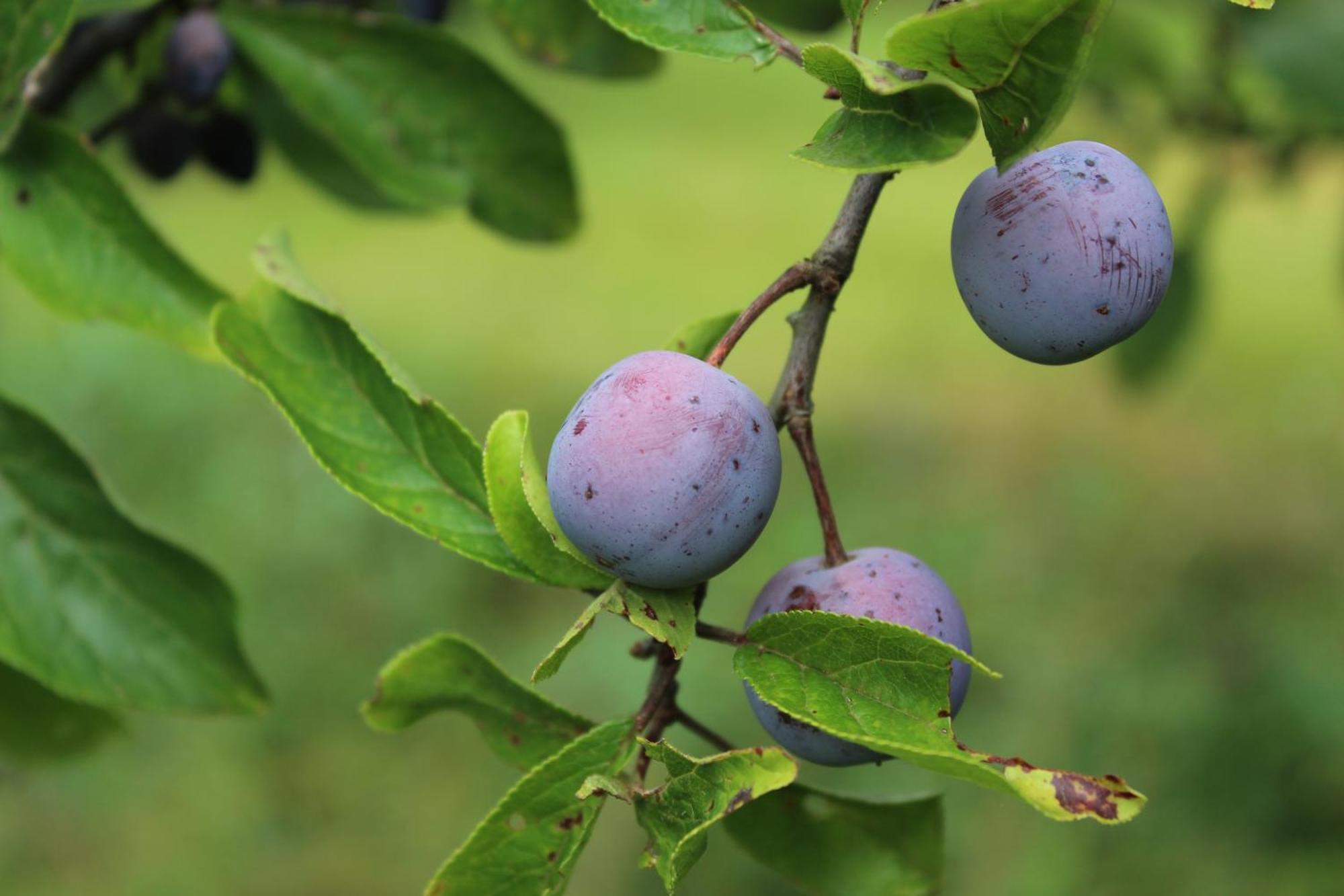 Naturparadies Silvia Alberschwende Zewnętrze zdjęcie