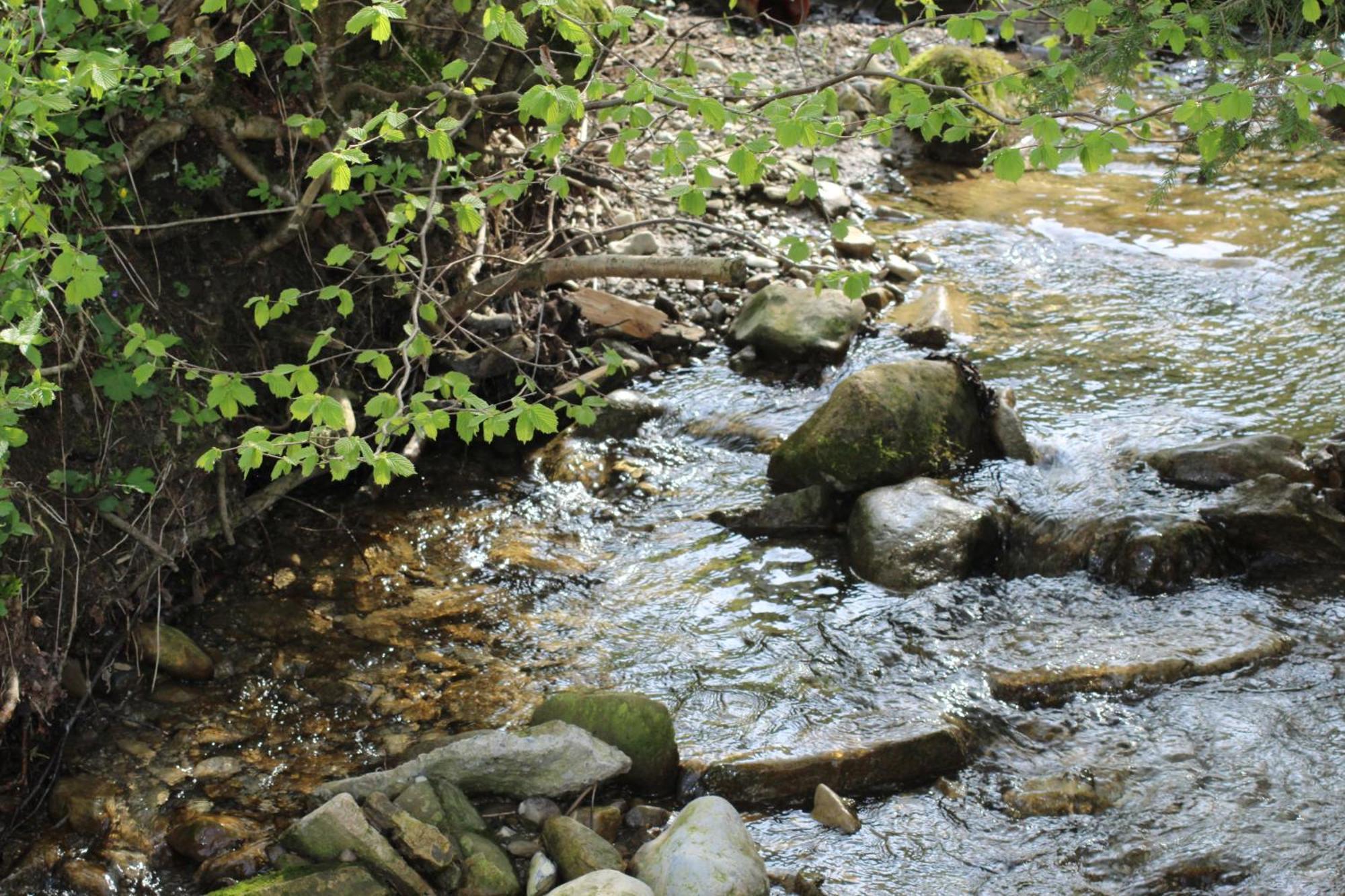 Naturparadies Silvia Alberschwende Zewnętrze zdjęcie